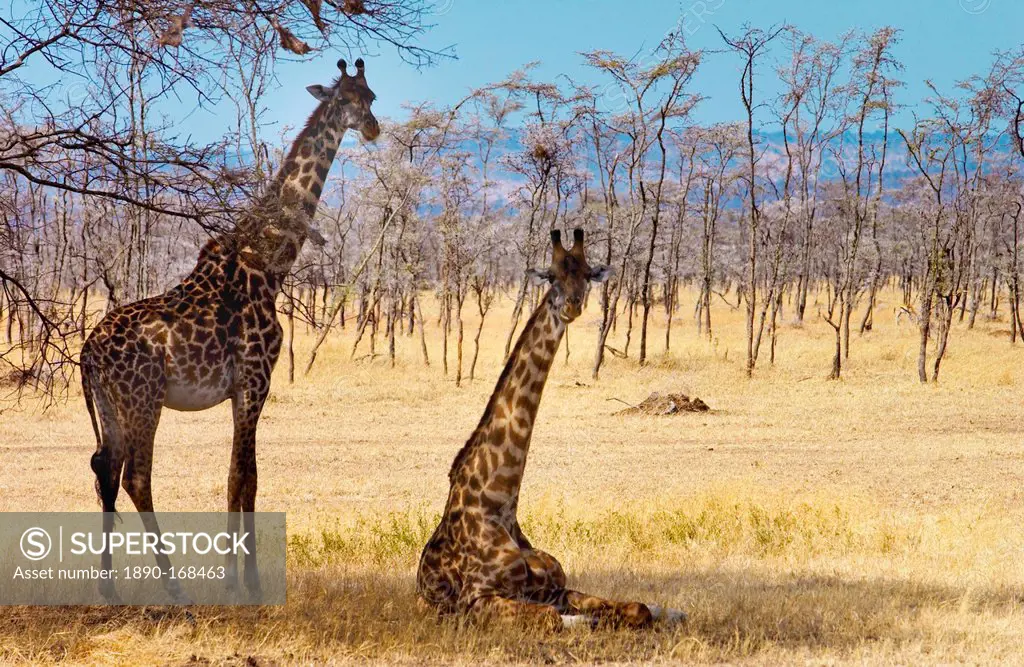 Adult giraffes, Serengeti, Tanzania