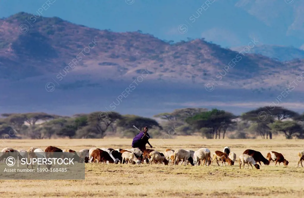 Young Masai Warrior (moran) with his flock, Serengei Plains, Tanzania .