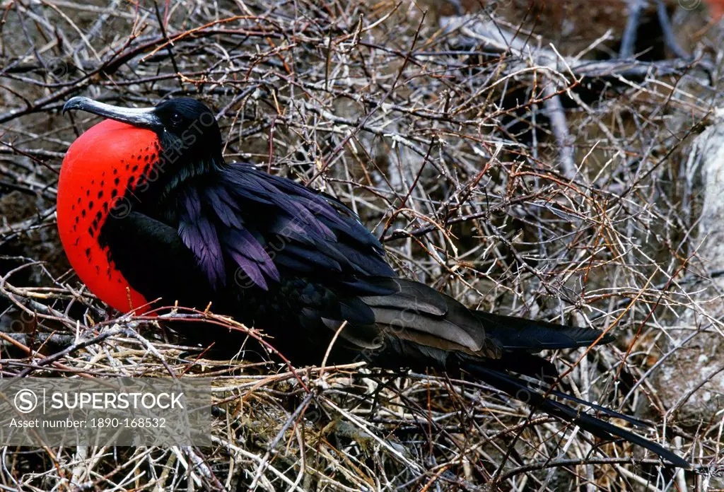 Male Frigate bird with inflated pouch, Galapagos Islands, Ecuador