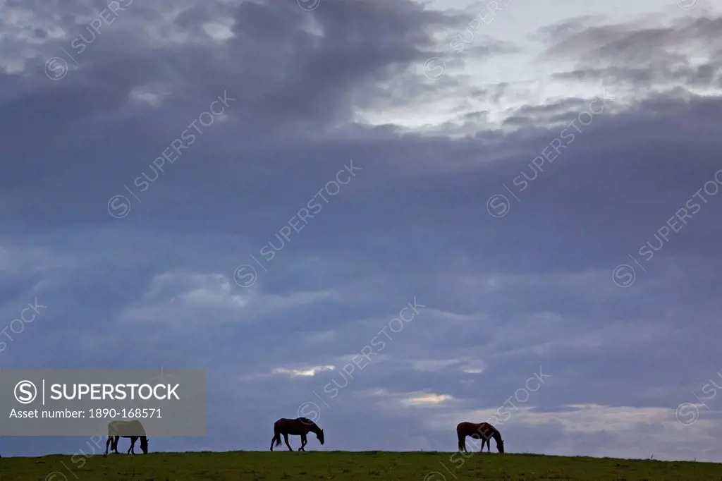 Horses grazing, Cirencester, Gloucestershire, United Kingdom