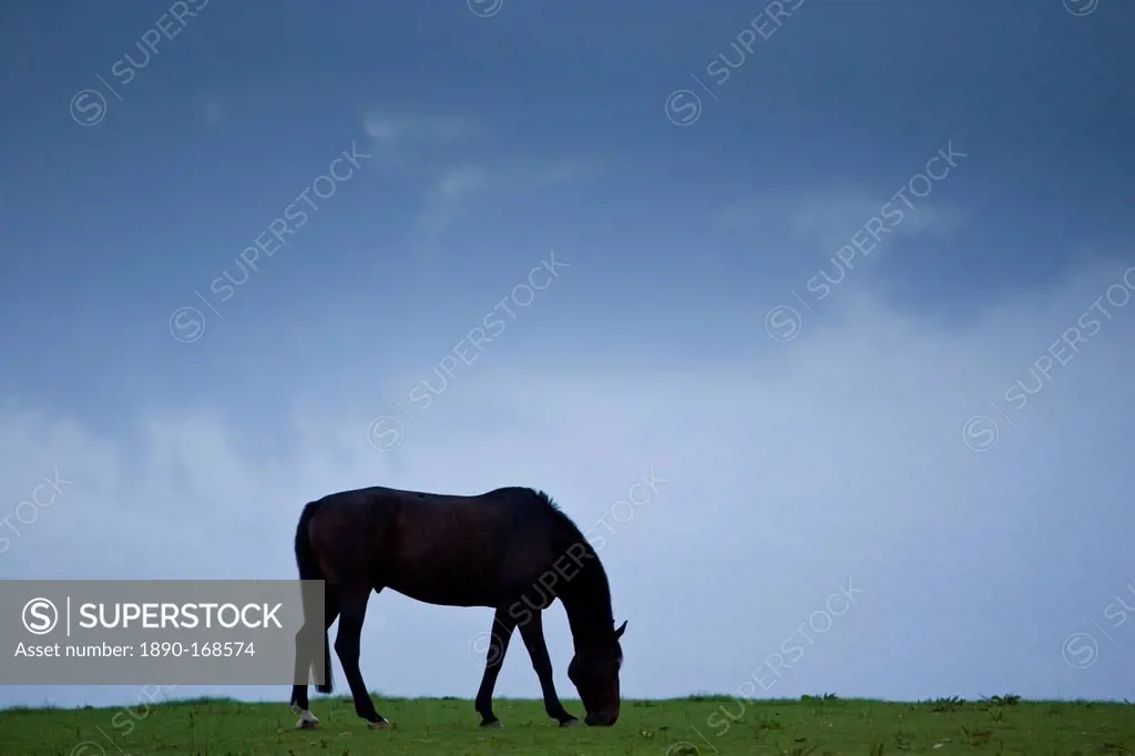 Horse grazing, Cirencester, Gloucestershire, United Kingdom