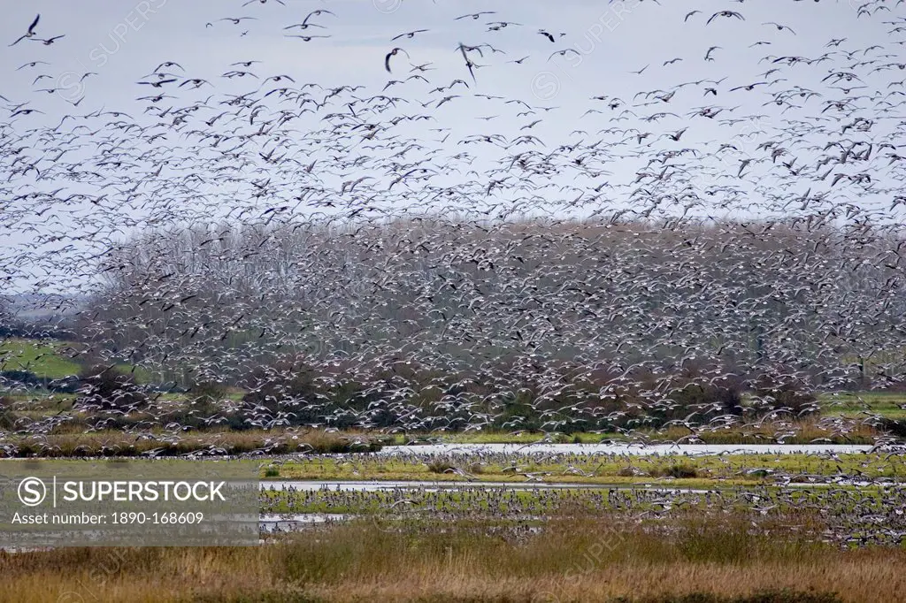 Migrating Pink-Footed geese over-wintering at Holkham, North Norfolk coast, East Anglia, Eastern England