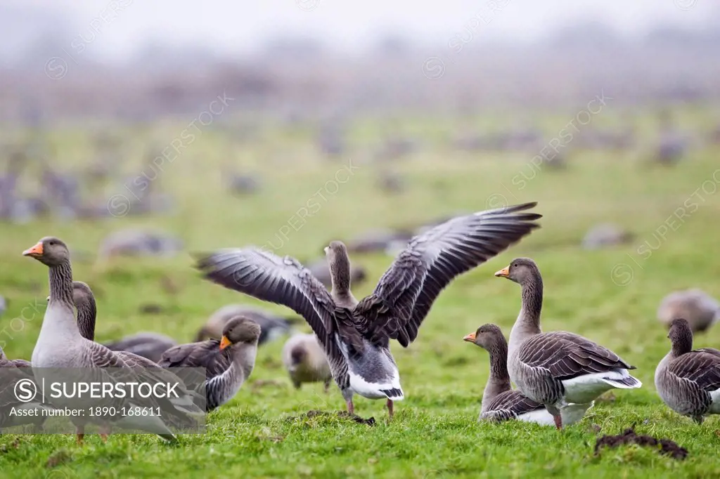 Migrating Pink-Footed geese over-wintering near Holkham, North Norfolk coast, East Anglia, Eastern England