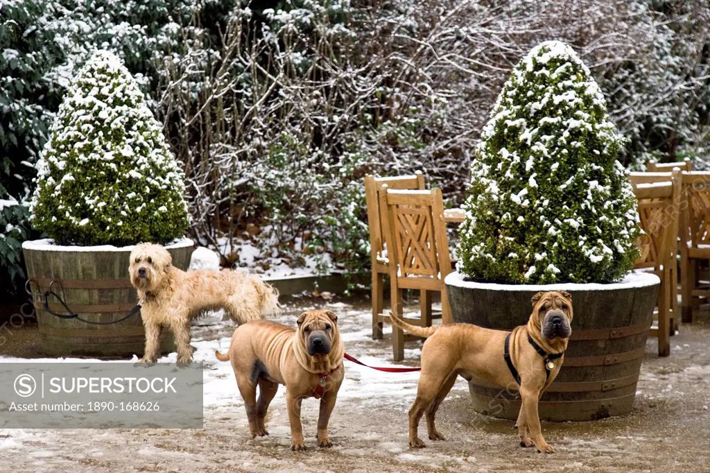 Well-behaved dogs tied to snow covered plant pots outside Kenwood House, Hampstead Heath, London, England, United Kingdom