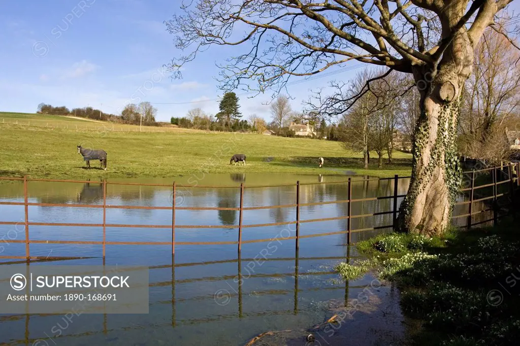 Horses graze in flooded field in Oxfordshire, The Cotswolds, United Kingdom