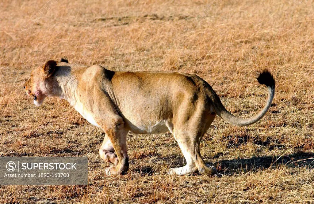 A lioness hunting, Grumeti, Tanzania, East Africa.She has lost a paw after being caught in a poachers snare but still hunts successfully for herself a...