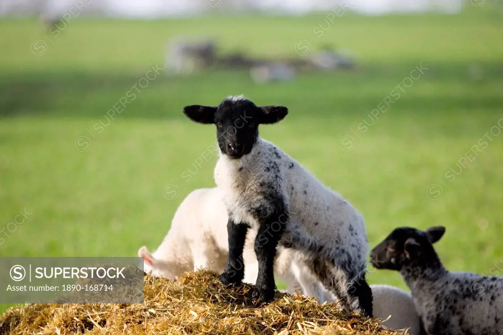 Lamb in Stanway, Gloucestershire, United Kingdom