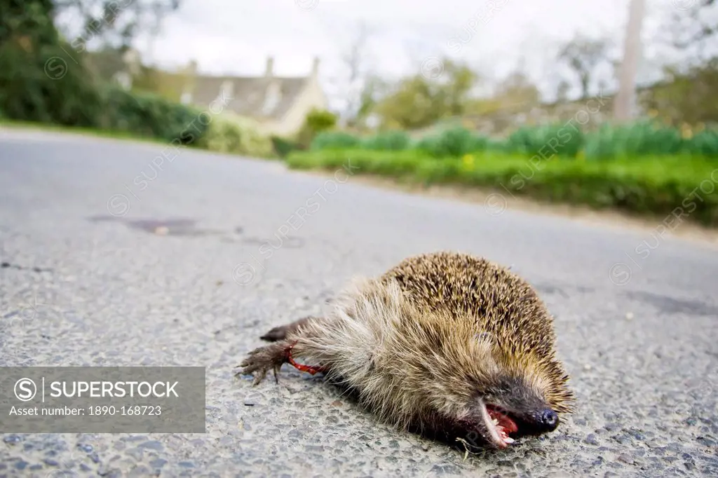 Dead hedgehog on country road, Swinbrook, Oxfordshire, United Kingdom