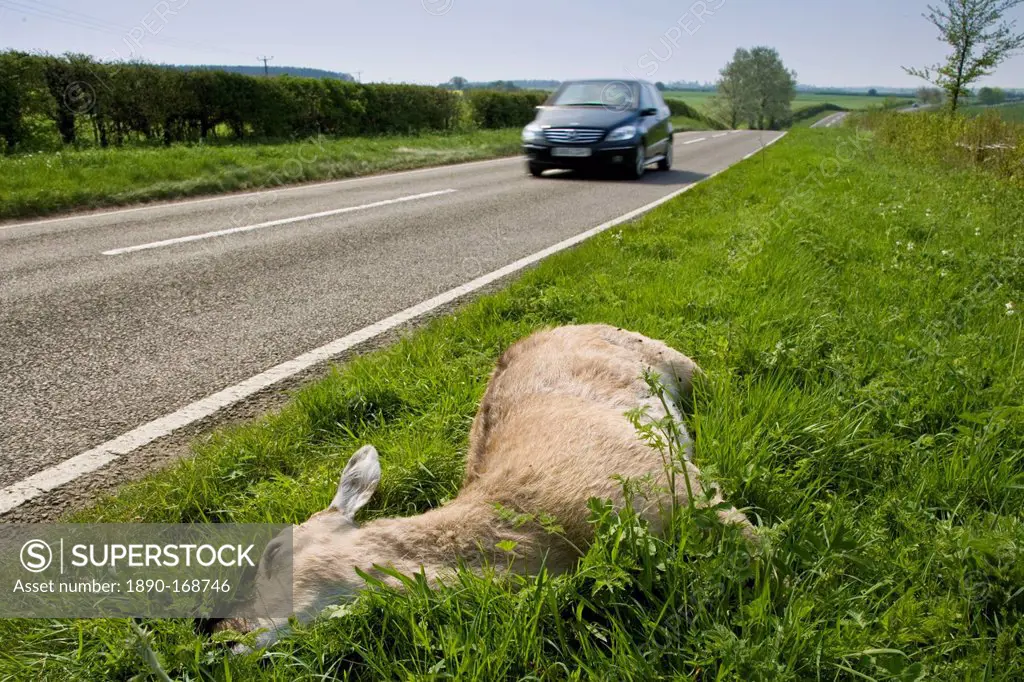 Car drives past dead deer on country road, Charlbury, Oxfordshire, United Kingdom