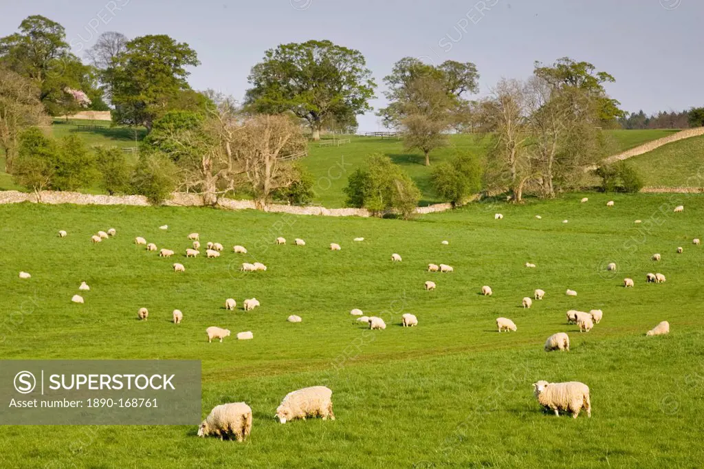 Sheep grazing, Chedworth, Gloucestershire, The Cotswolds, England, United Kingdom