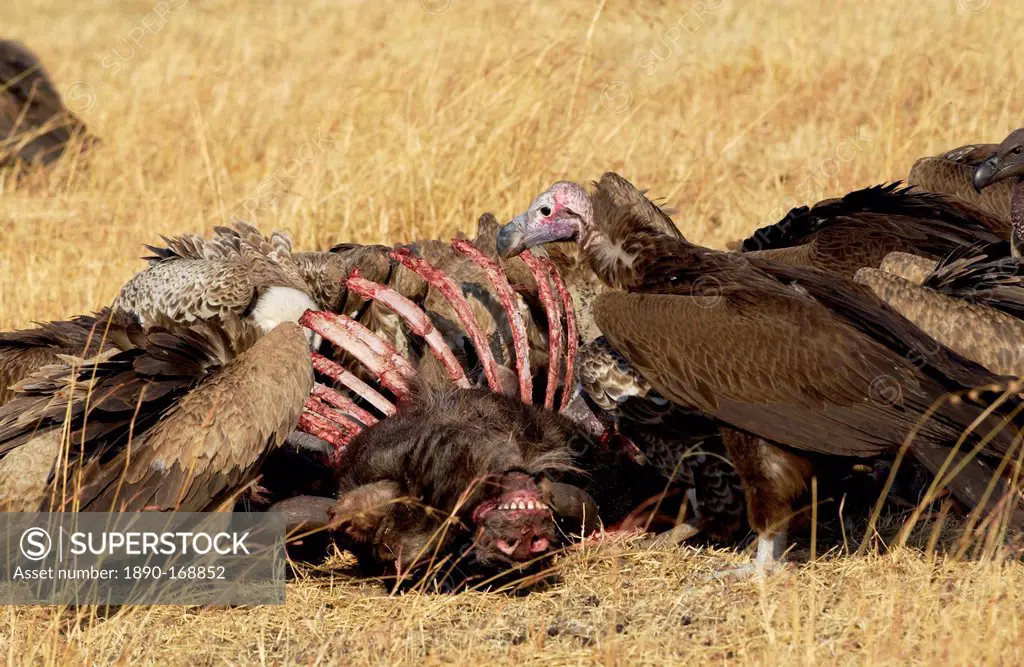 Lappet Faced Vultures feasting on an animal carcass, Grumet, Tanzania, East Africa
