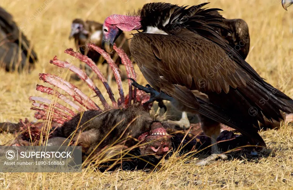 Lappet Faced Vulture Grumeti, Tanzania, East Africa