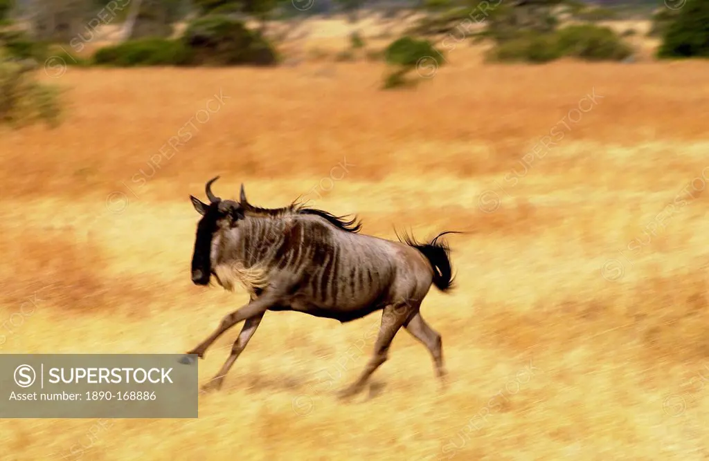 Migrating Blue Wildebeest running, Grumeti, Tanzania