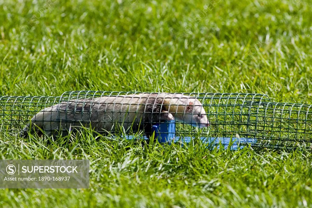 Ferret crawls through a wire pipe at ferret racing event, Oxfordshire, United Kingdom