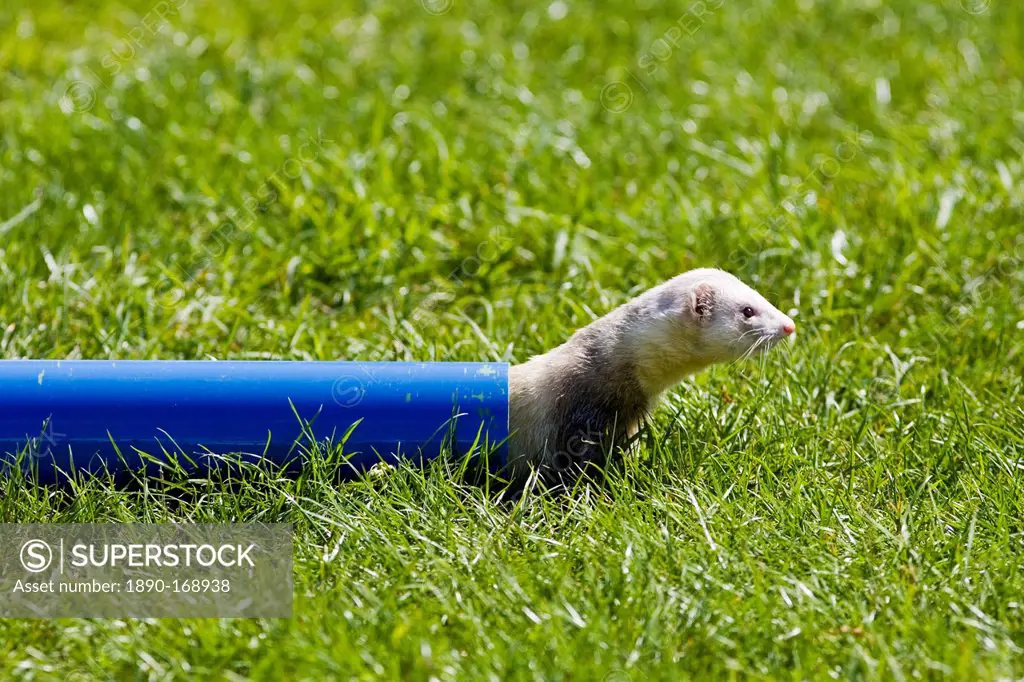 Ferret crawls through a pipe at ferret racing event, Oxfordshire, United Kingdom