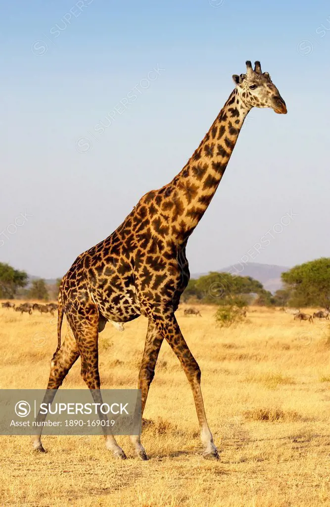 Adult giraffe, Grumeti, Tanzania