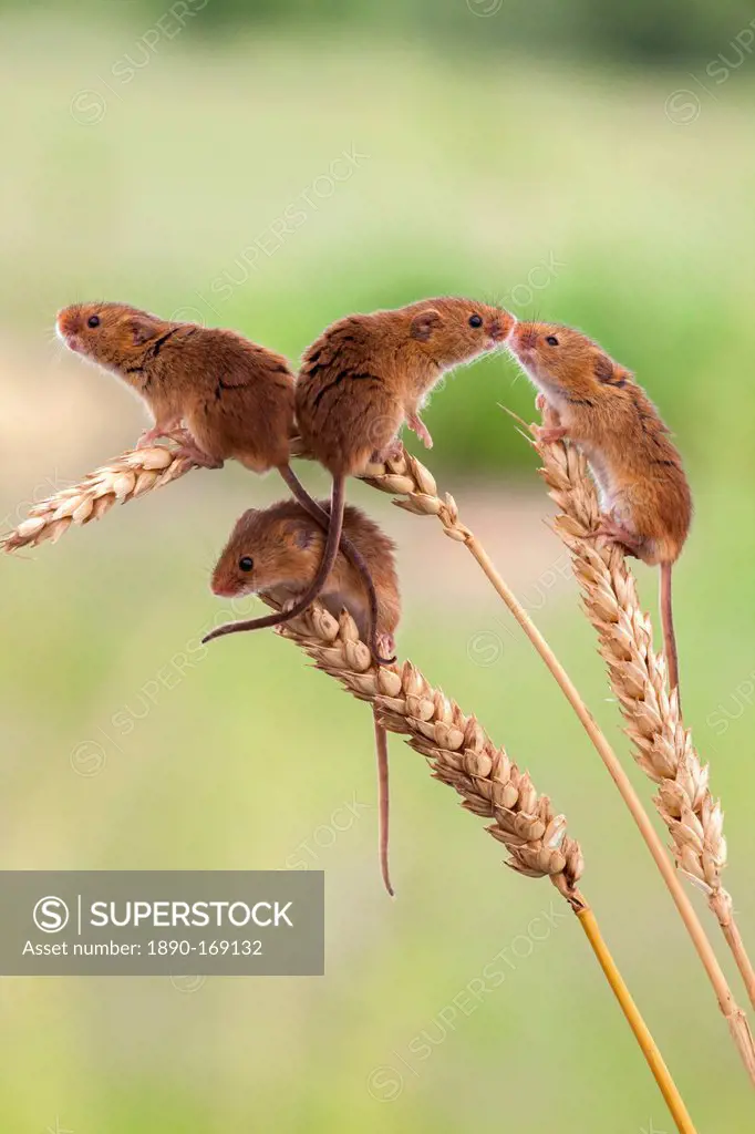Harvest mice (Micromys minutus), captive, United Kingdom, Europe