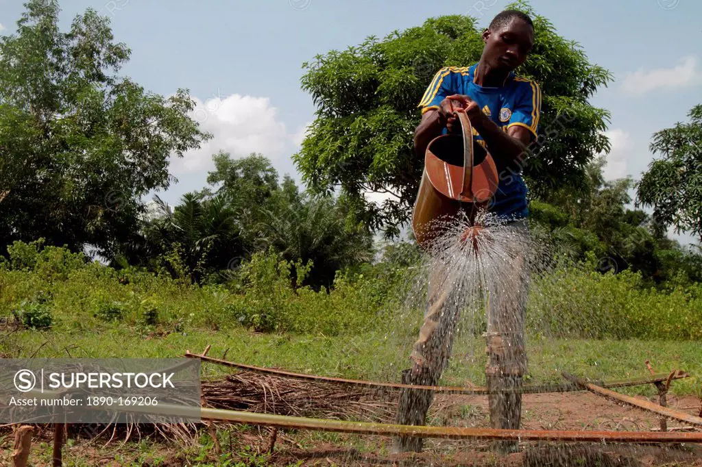 Watering the garden on a farm, Tori, Benin, West Africa, Africa