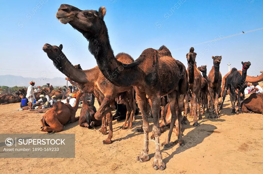 Camel fair in Pushkar, Rajasthan, India, Asia