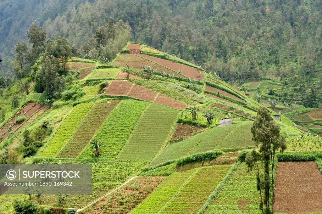 Fertile hills in central Java covered with tiny smallholdings growing vegetables, higher forested hills in the distance, Java, Indonesia, Southeast As...