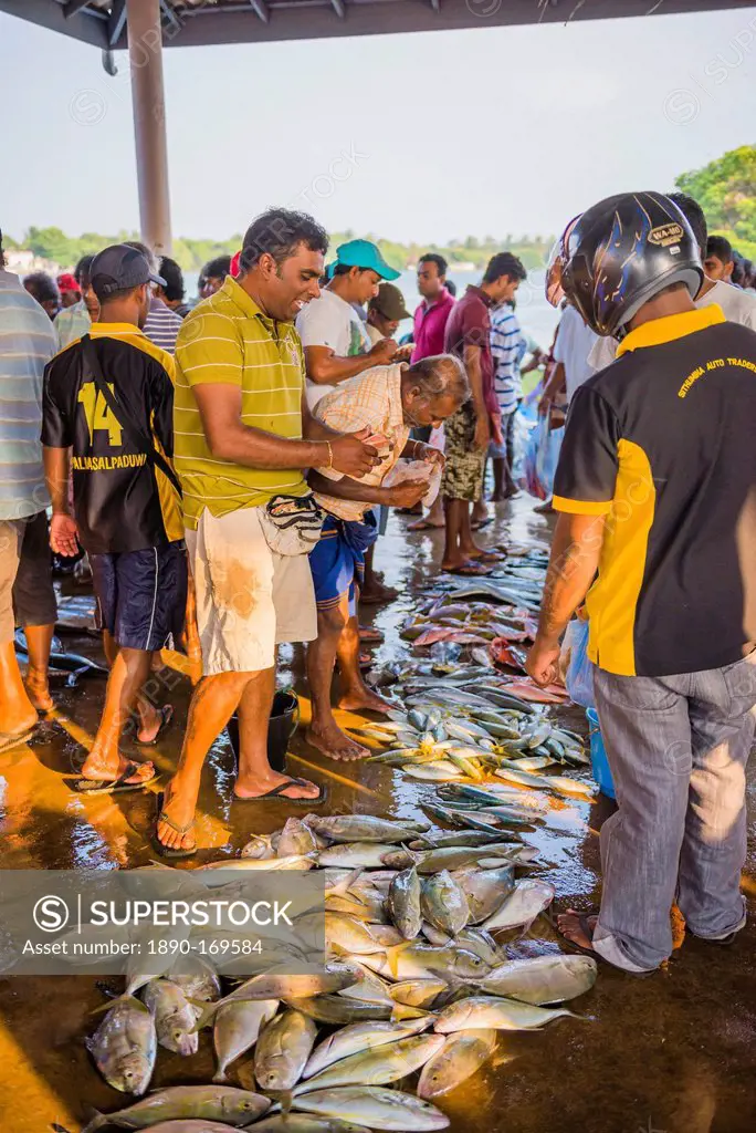 Fish for sale at Negombo fish market (Lellama fish market), Negombo, West Coast, Sri Lanka, Asia