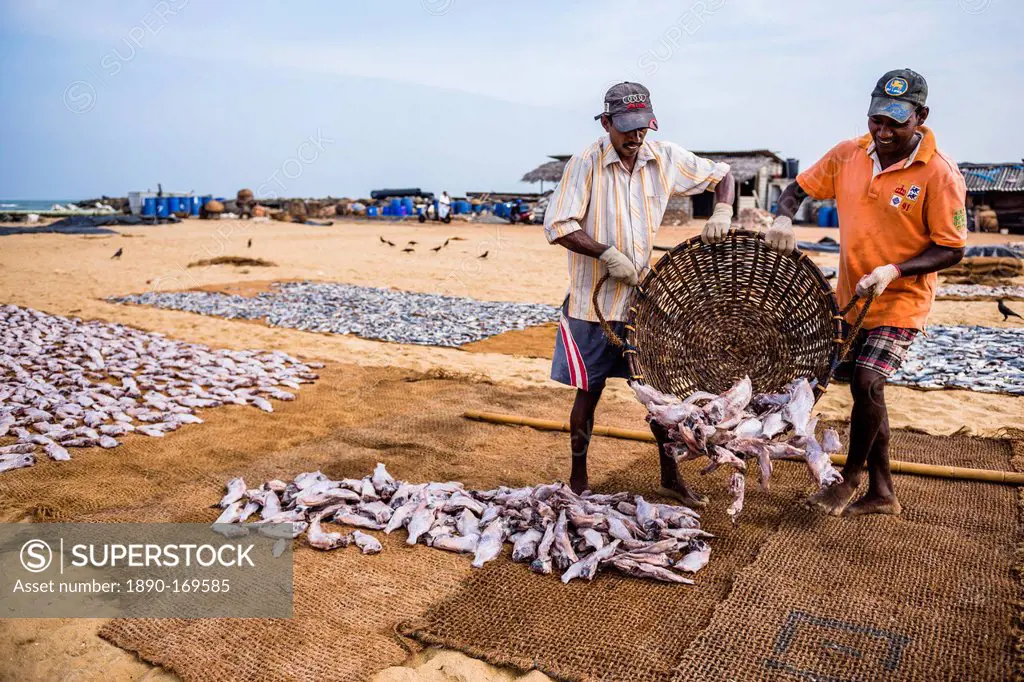 Negombo fish market (Lellama fish market), fishermen working, Negombo, West Coast, Sri Lanka, Asia