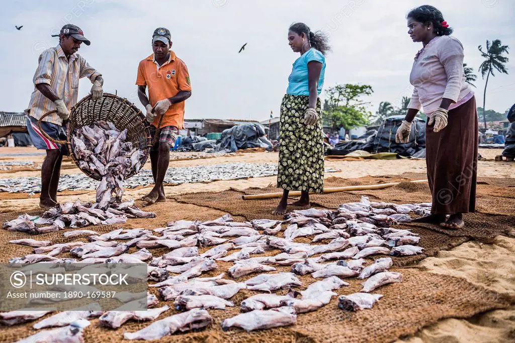 Workers in Negombo fish market (Lellama fish market), Negombo, West Coast, Sri Lanka, Asia