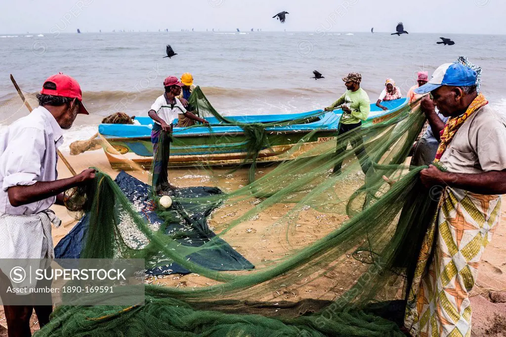 Negombo fish market (Lellama fish market), fishermen checking their catch, Negombo, West Coast, Sri Lanka, Asia