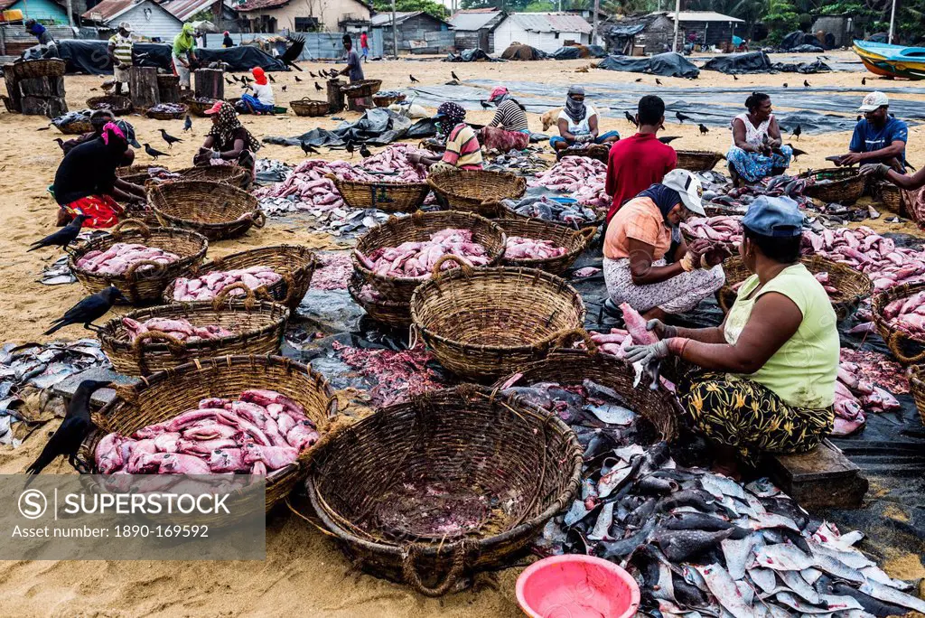 Negombo fish market (Lellama fish market), women gutting fish, Negombo, West Coast, Sri Lanka, Asia