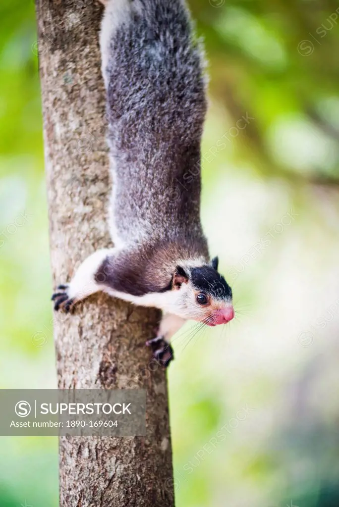 Grizzled giant squirrel (Ratufa macroura) at Sigiriya Rock Fortress, Sri Lanka, Asia