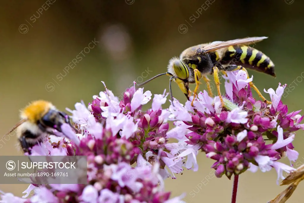 Wasp and bee gather pollen from flowering oregano shrub Origanum Laevigatum to make nectar, Dordogne, France