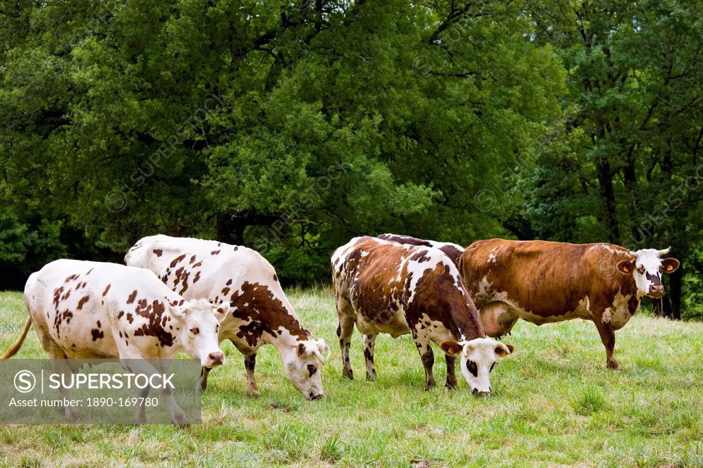 Herd of brown and white French Normandy cattle in a meadow in the Dordogne area of France