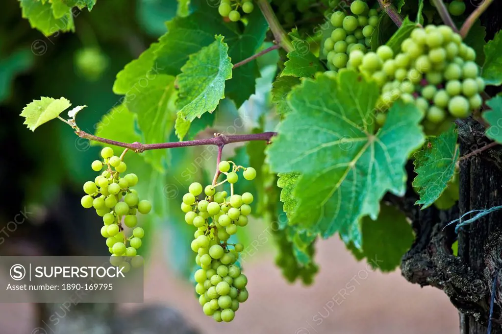 Green grapes ripening on grapevine in vineyard in the Dordogne, France