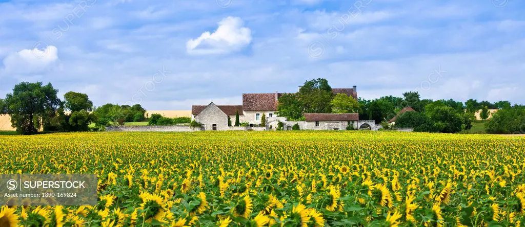 French farm homestead with crop of sunflowers at Champigny sur Veude, the Loire Valley, France