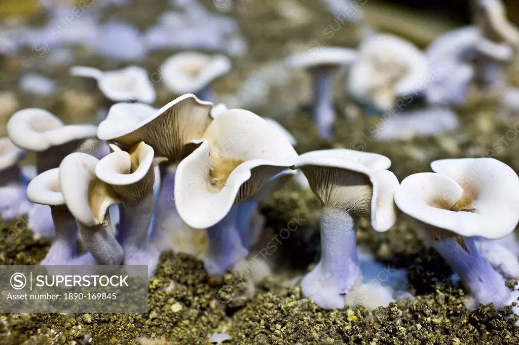 Wood blewit, Lepista nuda, mushrooms growing underground in compost in cave in the Loire Valley, France