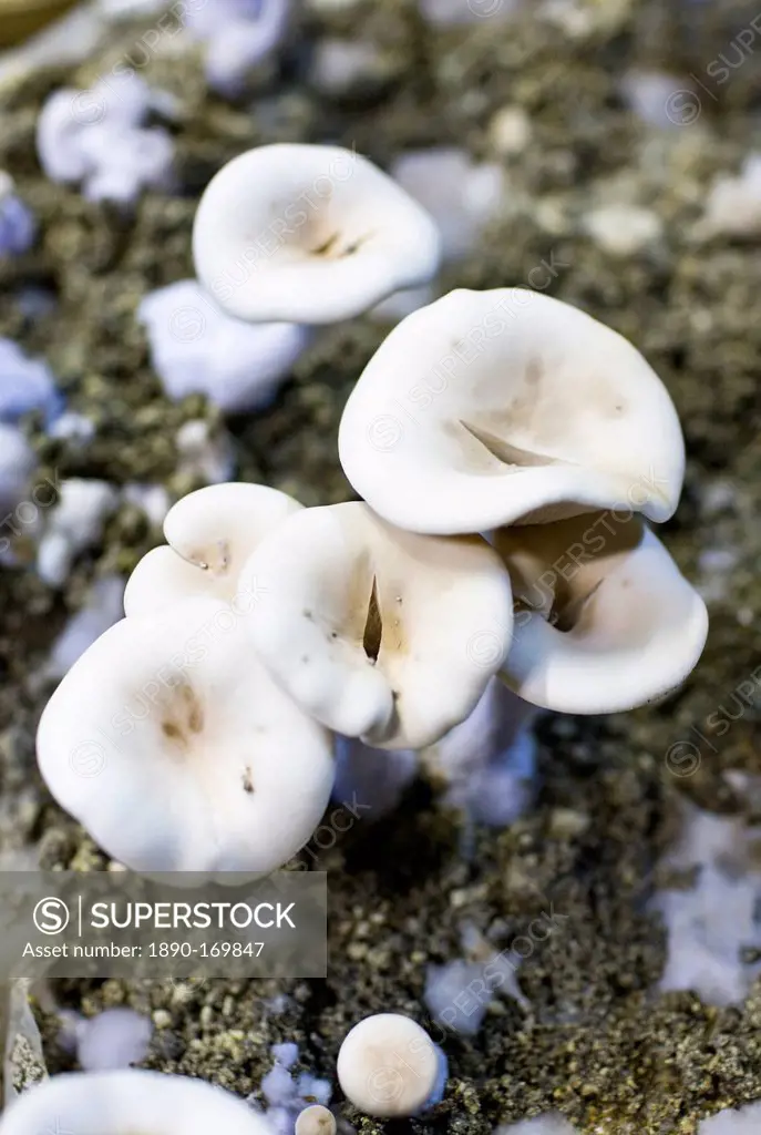 Wood blewit, Lepista nuda, mushrooms grow in underground cave at Le Saut Aux Loups at Montsoreau, France