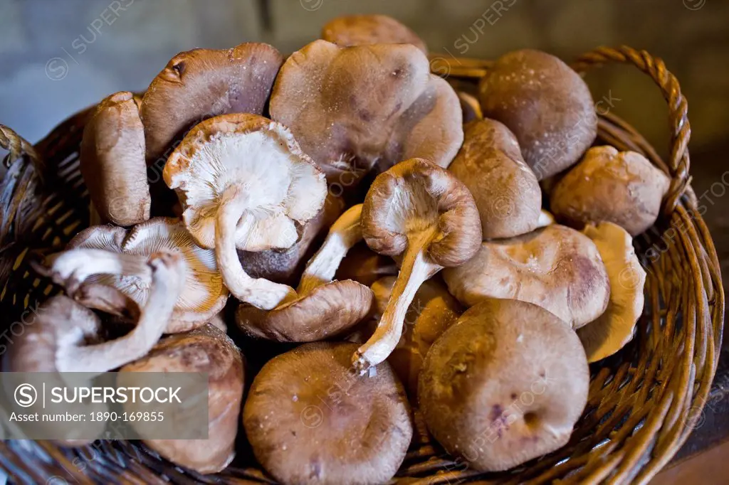 Basket of shitake mushrooms in former troglodyte cave at Le Saut aux Loups, Loire Valley, France