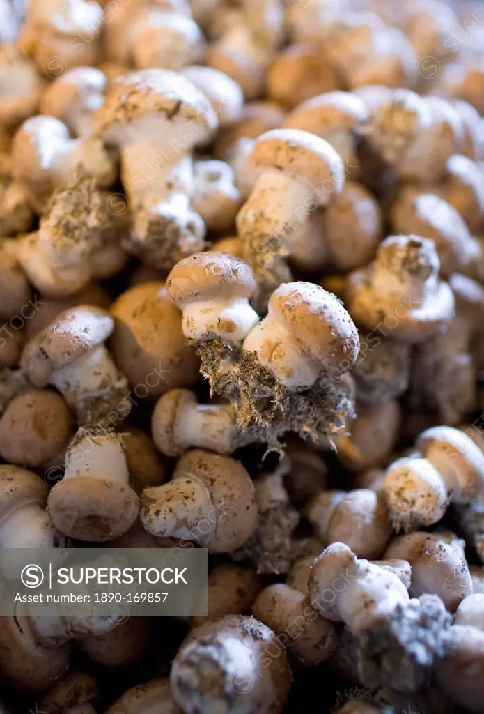 Mushrooms, Champignons de Paris, grown in former troglodyte cave at Le Saut aux Loups, in the Loire Valley, France