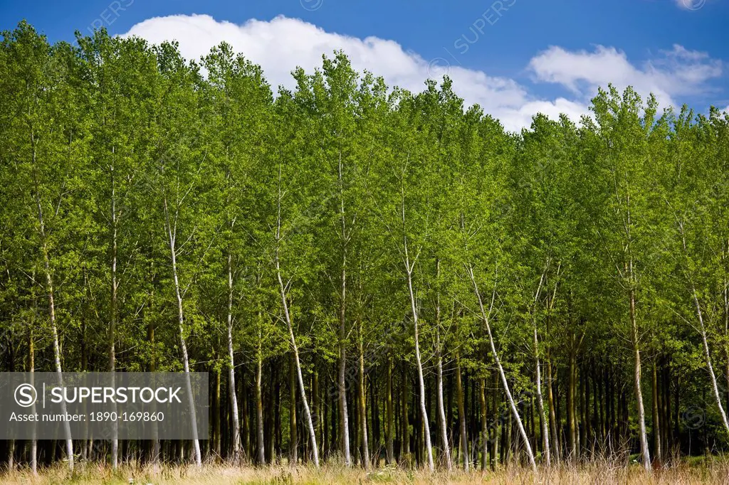 Copse of silver birch trees at Rigny Usse in the Loire Valley