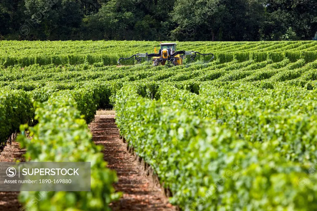 Vine tractor crop-spraying vines in a vineyard at Parnay, Loire Valley, France