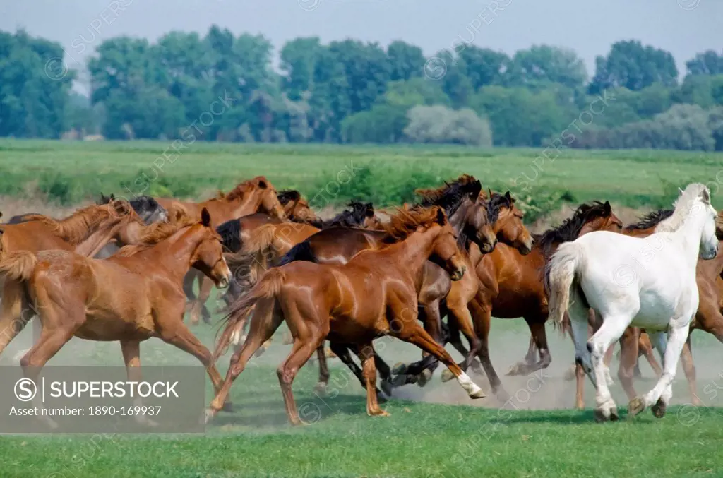 Herd of wild horses on the Great Plain of Hungary at Bugac, Hungary