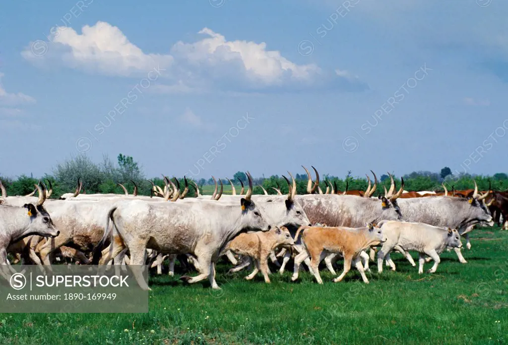 Cattle on the Great Hungarian Plain at Bugacz in Hungary