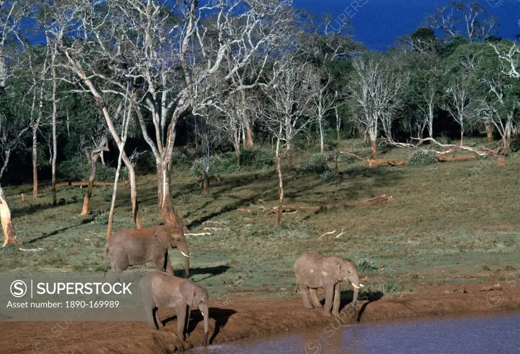 African elephants, Loxodonta Africana, drinking at water hole at Treetops in Aberdare National Park near Nyeri in Kenya, East Africa
