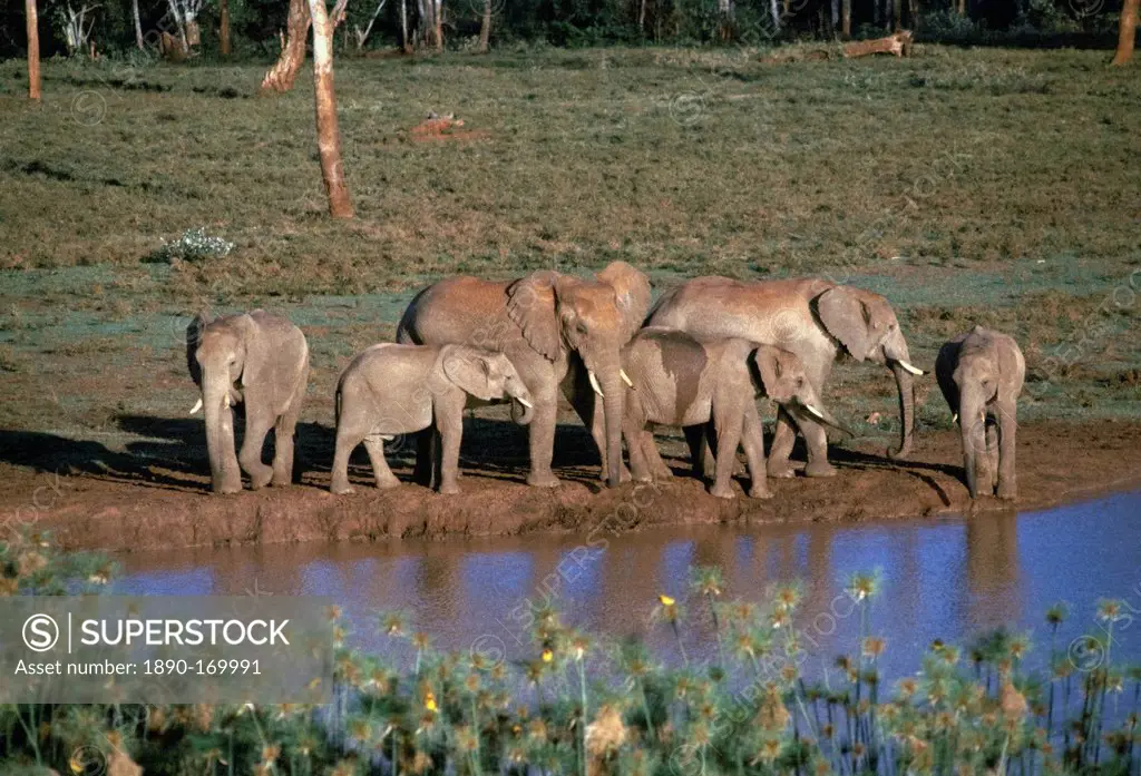 African elephants, Loxodonta Africana, drinking at water hole at Treetops in Aberdare National Park near Nyeri in Kenya, East Africa