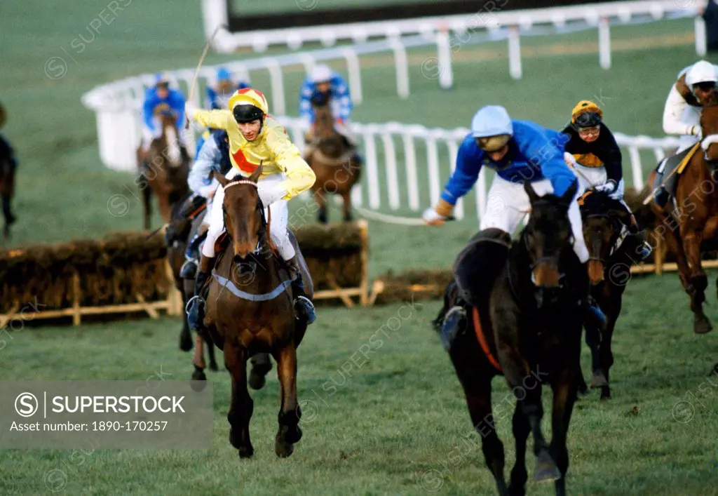 Racehorses and jockeys on the home straight at Cheltenham Racecourse for the National Hunt Festival of Racing, UK