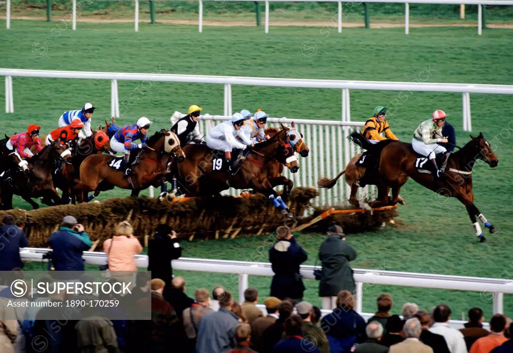 Racehorses and jockeys going over the sticks at Cheltenham Racecourse for the National Hunt Festival of Racing, UK