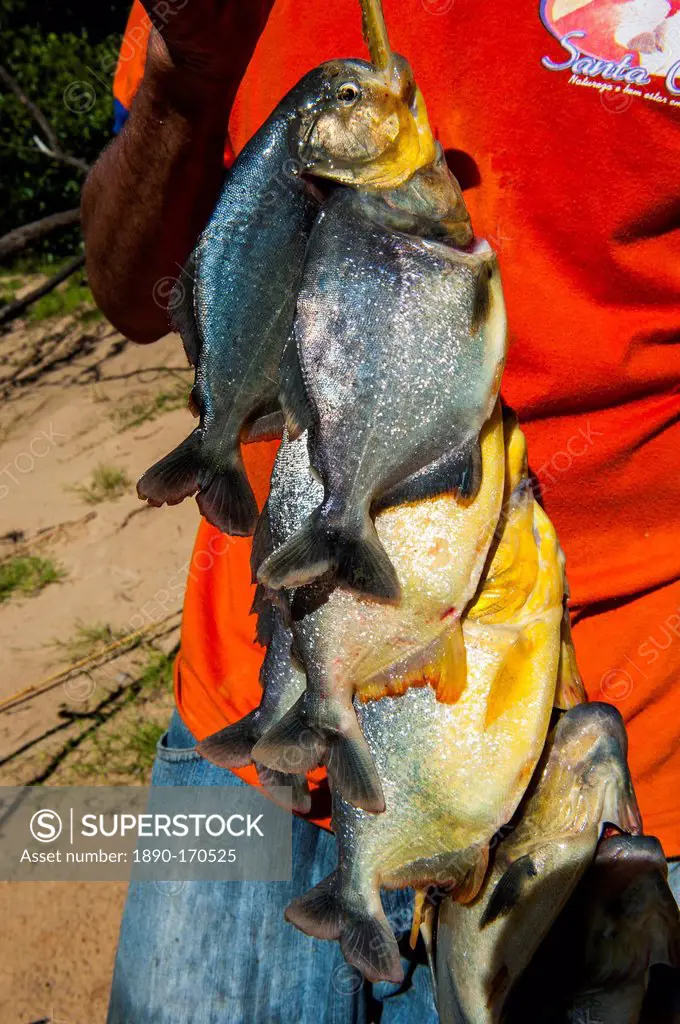 Man holding a piranha (Serrasalmidae) in his hand in the Pantanal, Brazil, South America
