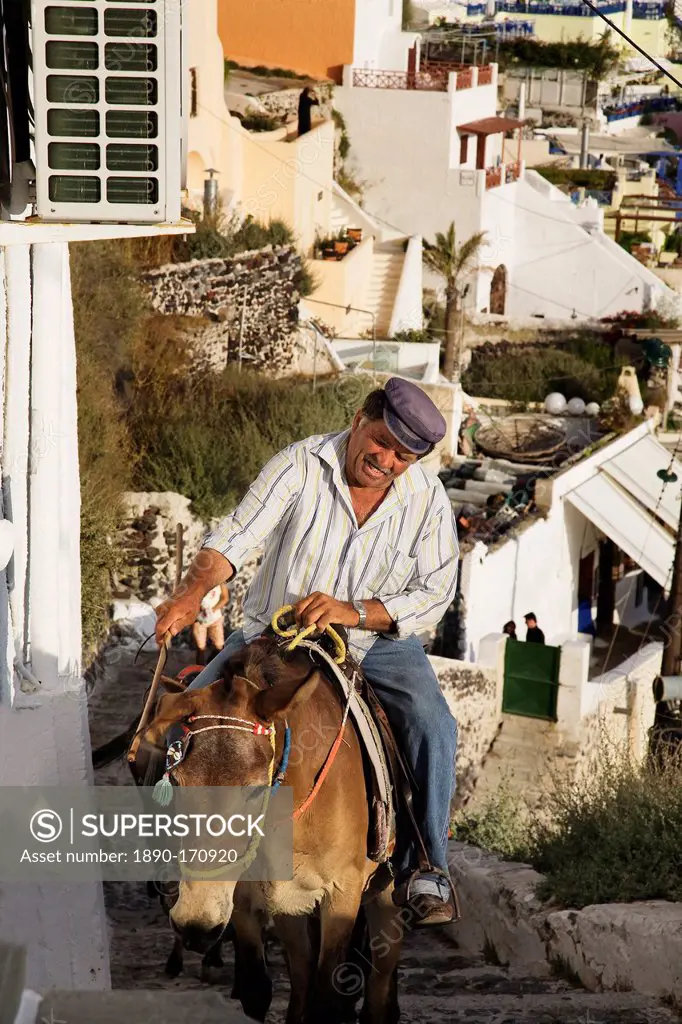 Man on a mule, Fira, Santorini, Cyclades, Greek Islands, Greece, Europe