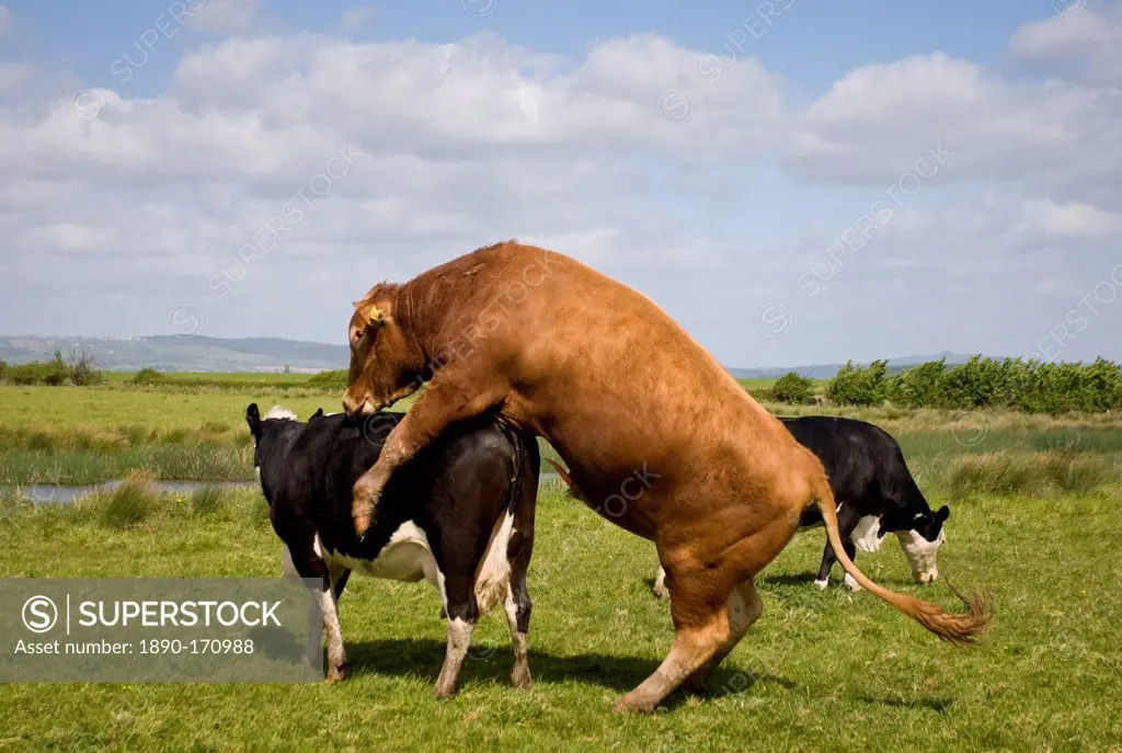 Brown Herefordshire bull and fresian cow in mating process in meadow in Gloucestershire