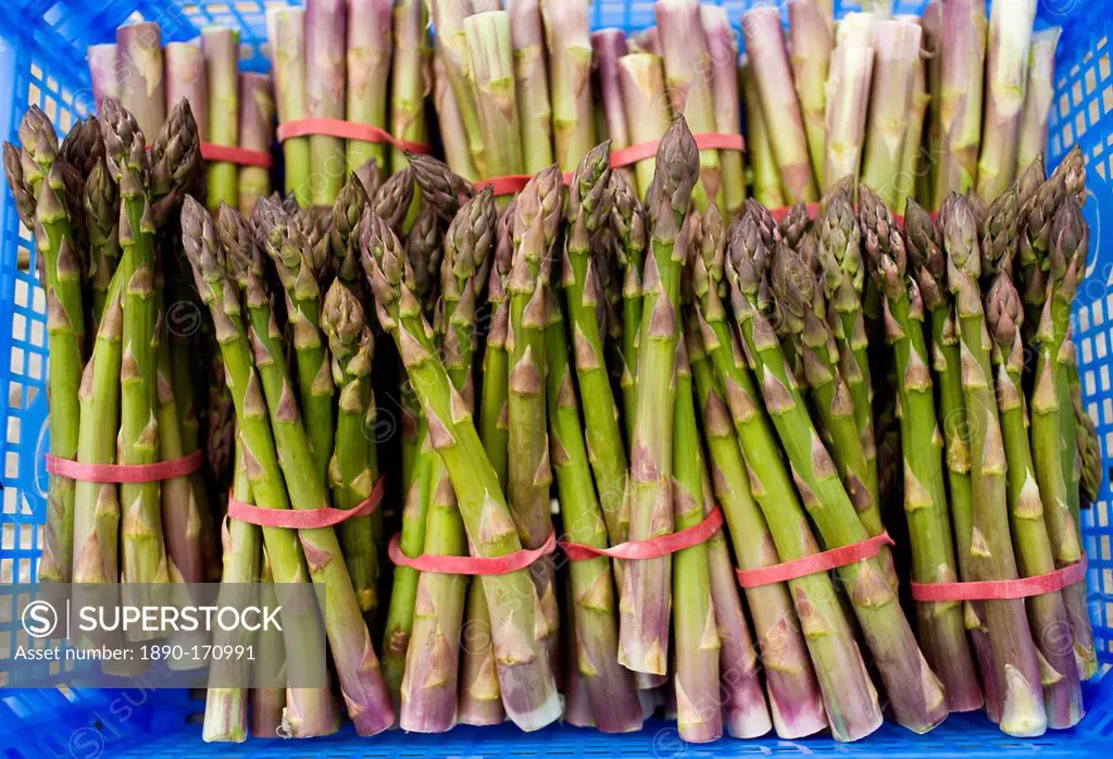 Bunches of freshly picked asparagus at Revills Farm in the Vale of Evesham, Worcestershire, UK
